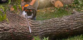How Our Tree Care Process Works  in  Kewanee, IL