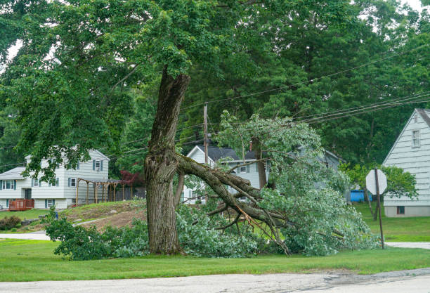 Best Root Management and Removal  in Kewanee, IL