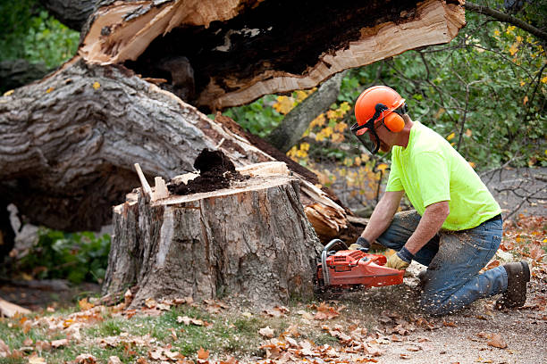 Best Aeration Services  in Kewanee, IL