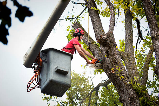 Best Tree Trimming and Pruning  in Kewanee, IL