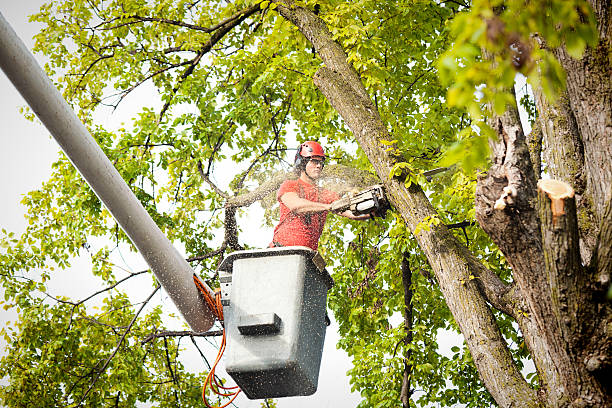 Best Hazardous Tree Removal  in Kewanee, IL