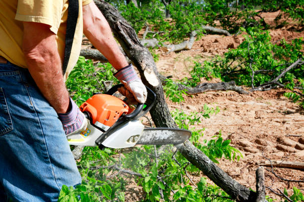 Best Lawn Watering Services  in Kewanee, IL
